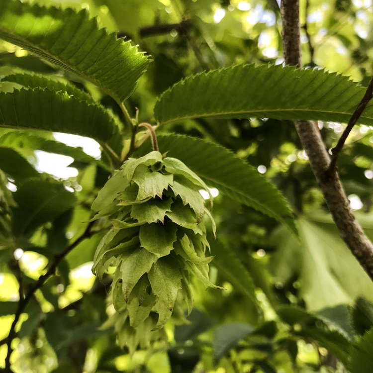 CARPINUS JAPONICA